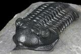 Morocconites Trilobite Fossil - Beautiful Detail #130524-3